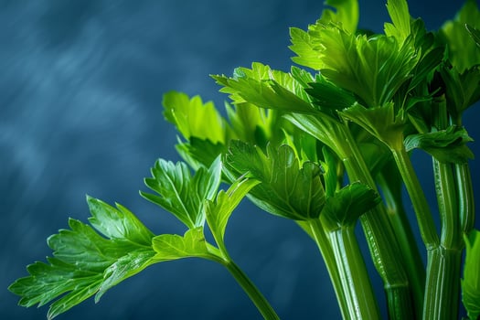 Close up of fresh green celery stalks photo