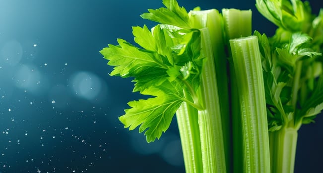 Fresh green celery stalks with water droplets photo