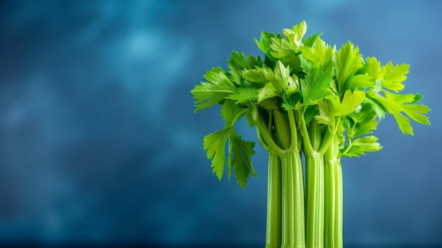 fresh green celery stalks against blue background photo