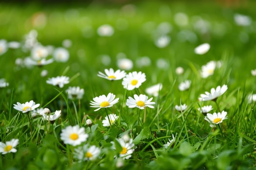 Beautiful white daisy flowers in green grass field photo