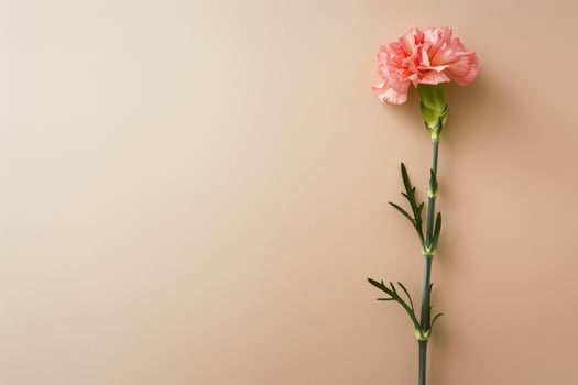 pink carnation flower on beige background photo