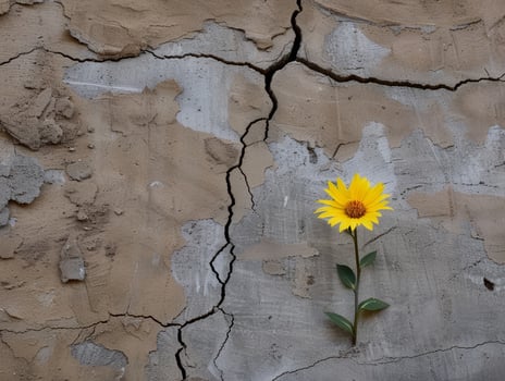 Sunflower blooming through cracked concrete wall photo