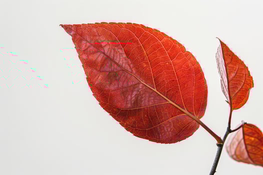 vibrant autumn leaf with intricate veins photo