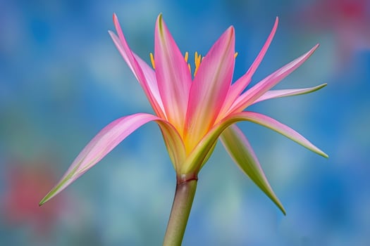 Vibrant pink flower with yellow center photo