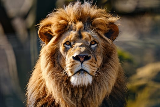 Majestic lion with flowing mane photo