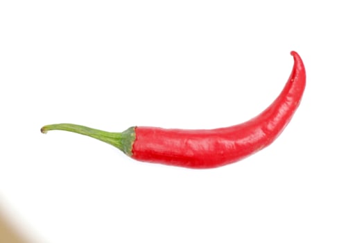 Single chili pepper isolated on white background. photo