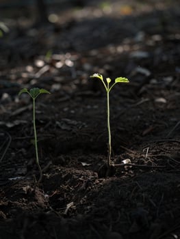 Sprouting seedling in dark soil photo