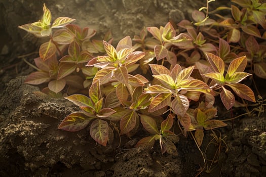 Vibrant foliage in a natural setting photo