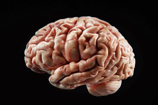 Detailed anatomy of the human brain photo