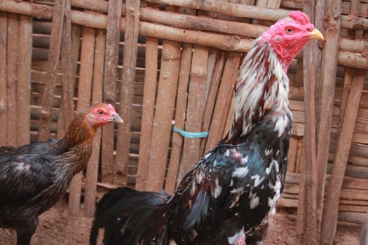 A vibrant rooster with detailed plumage and bright red comb, photographed against a bamboo background in natural light photo
