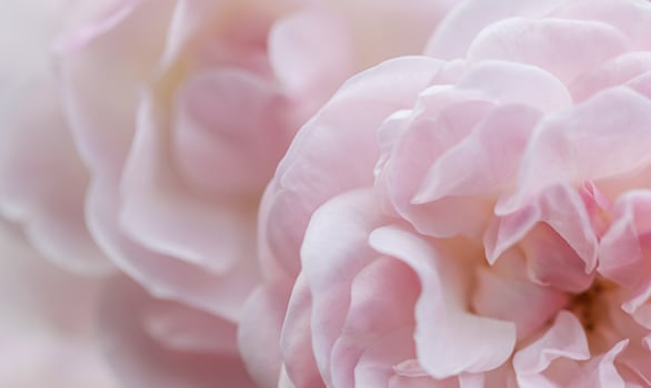 Soft focus, abstract floral background, pale pink rose petals. Macro flower backdrop for holiday brand design photo