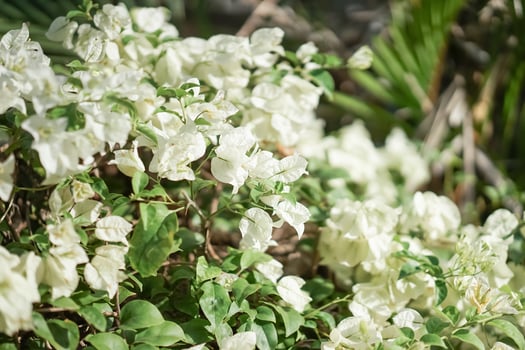 Close up of bougainvillea blooming outdoors in summer season. photo