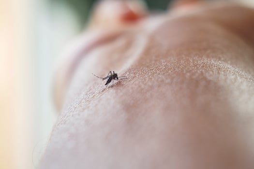 A closeup image of a mosquito feeding on a human hand in natural light for photography photo