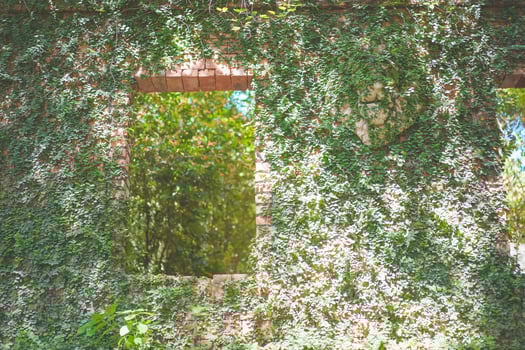 Green creeper plant growing on antique red brick wall. Many small green leaveson old wall reduce dust in air. photo