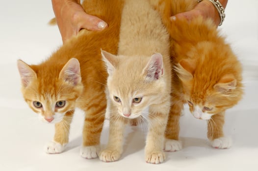Sweet cat kittens photo