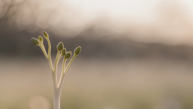 Emerging Life A new beginning in natures palette. photo