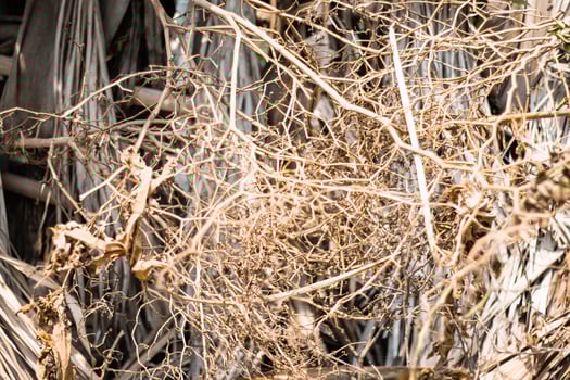 Dry twigs in a pile in the park in late autumn. photo