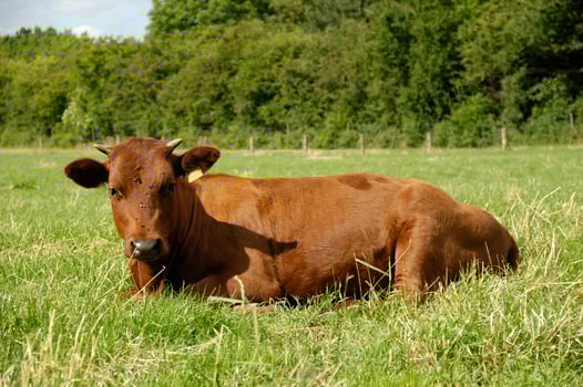 Cow on green grass photo