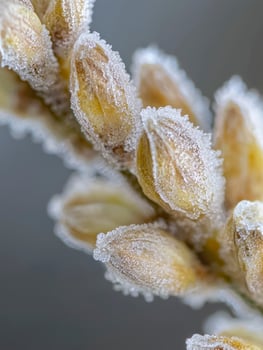 Close-Up of Frost-Covered Plant Buds in a Delicate Winter Landscape Showcasing Nature's Icy Beauty and Intricate Detail with Soft Colors and Textures photo