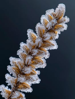 Close-up of Frost-Covered Fern Fronds with Intricate Ice Crystals on a Dark Background Showcasing Nature's Winter Beauty and Delicate Structures photo
