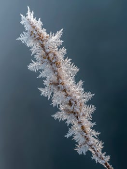 Frost-covered plant stem showcasing intricate and delicate ice crystal formations against a soft gradient background, highlighting the beauty of winter nature and seasonal change. photo