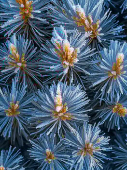Stunning Close-Up of Frost-Covered Pine Needles Glimmering in Winter Light, Showcasing Exquisite Details of Nature's Icy Artwork and Vibrant Gold Accents photo