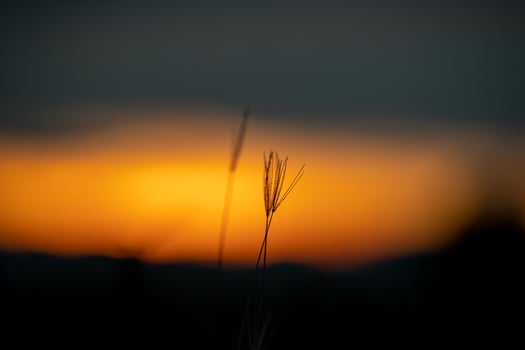 Silhouette grass flower in the orange sunset sky at the evening time for warm background. photo