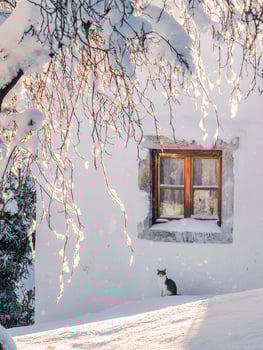 A cat sitting in the snow near a window photo