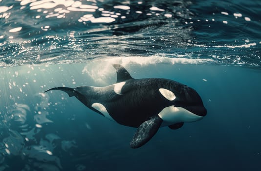 Orca swimming gracefully underwater photo