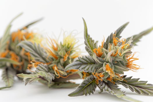 Close up of Cannabis Buds on White Background photo