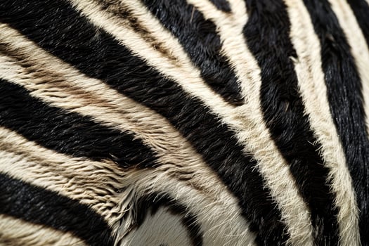 Close up of Zebra Stripes and Fur Texture photo