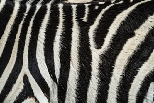 Close up of Zebra Stripes Pattern photo