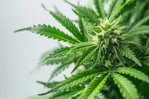 Close up of a Cannabis Plant in Bloom photo