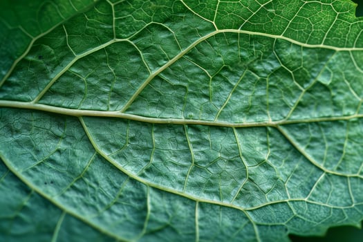 Close up Texture of a Green Leaf photo