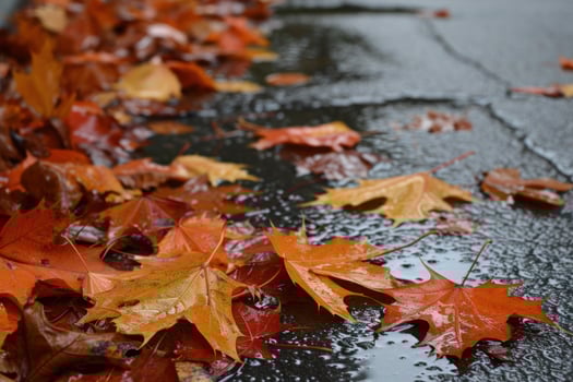a close up of leaves on the ground photo