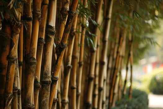 a group of bamboo trees photo