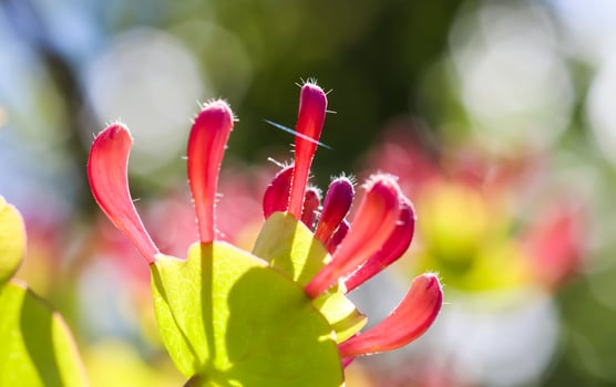 Pink Honeysuckle buds and flowers in the garden. Lonicera Etrusca Santi caprifolium, woodbine in bloom. Floral background photo