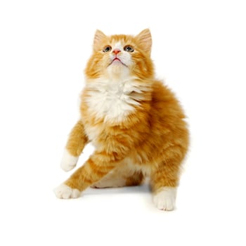 Kitten on a white background photo