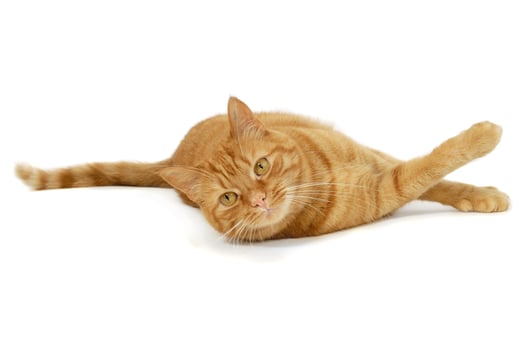 Red cat on a white background photo