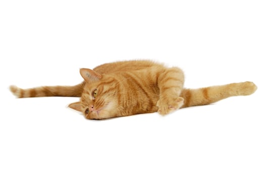 Red cat resting photo