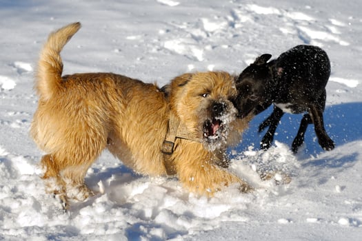 fighting dogs in the snow photo
