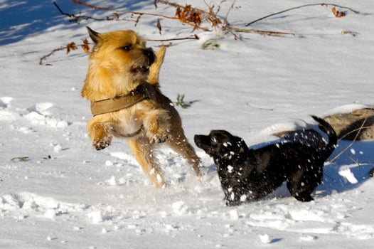 Two dogs playing photo