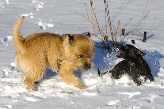 fighting dogs in the snow photo