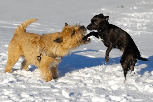Two dogs playing photo