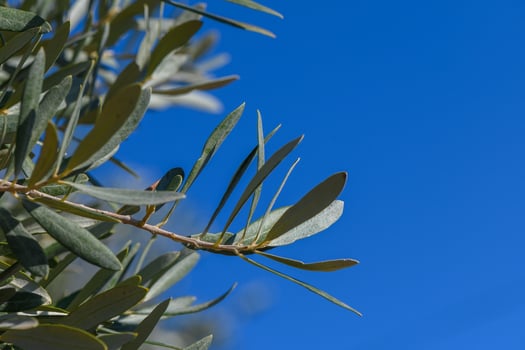 Lush green olive leaves reaching for the clear blue sky in a serene landscape. photo