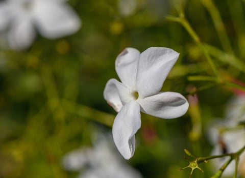 Delicate white jasmine blossoms bloom in a lush garden during springtime sunlight. photo