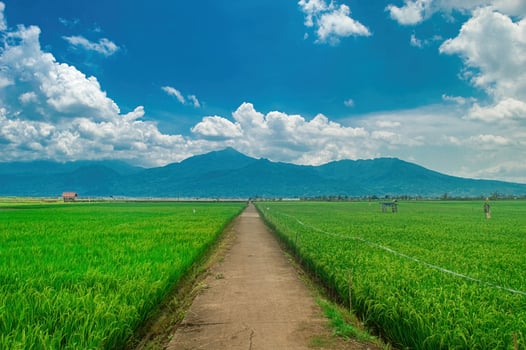 A scenic view of a lush green rice field with a concrete path leading towards distant mountains under a bright blue sky with fluffy clouds. Perfect for nature, agriculture, and travel themes photo