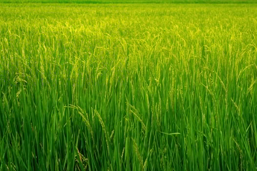 Vibrant rice paddy fields with lush green stalks swaying gently, showcasing the beauty of agricultural landscapes and the promise of a bountiful harvest photo