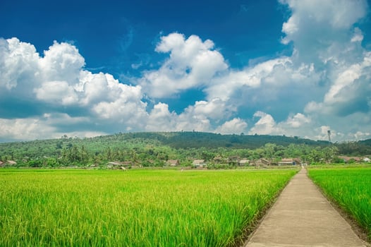 Concrete path through lush green rice fields under a blue sky with fluffy clouds, leading to a village surrounded by hills photo