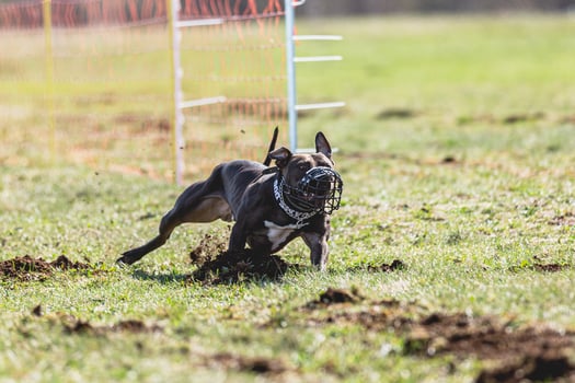 Staffordshire Bull Terrier running straight on camera and chasing coursing lure on green field photo